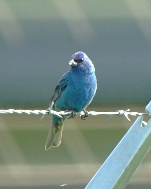 Indigo Bunting - Judy Dunn