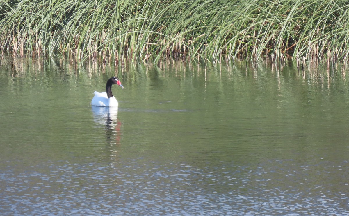 Black-necked Swan - Steven Hopp