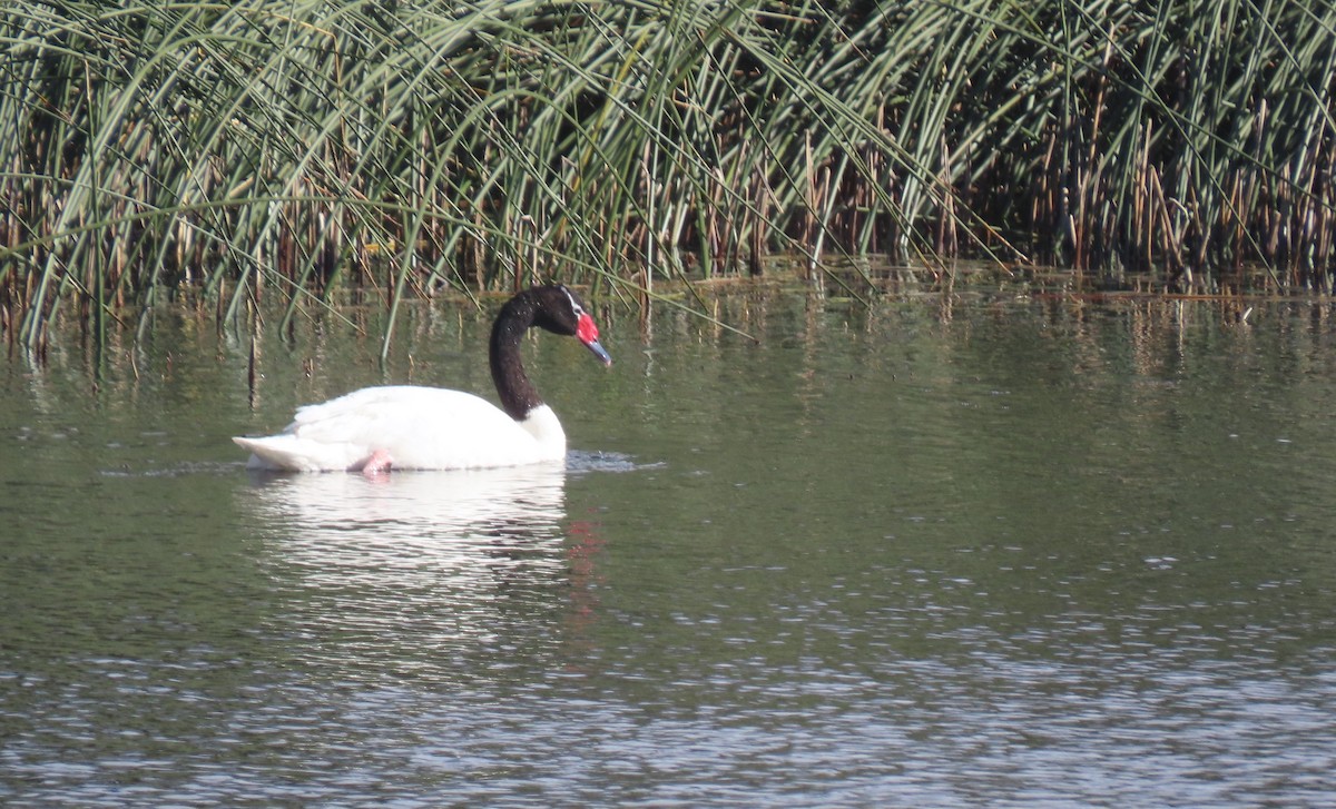 Black-necked Swan - Steven Hopp