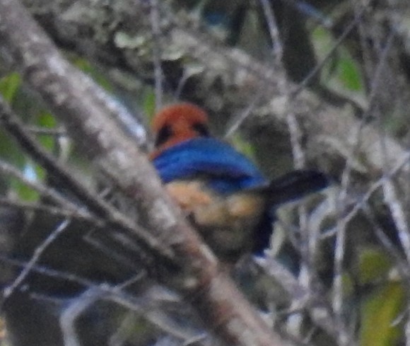 Mountain Kingfisher - ML600250811