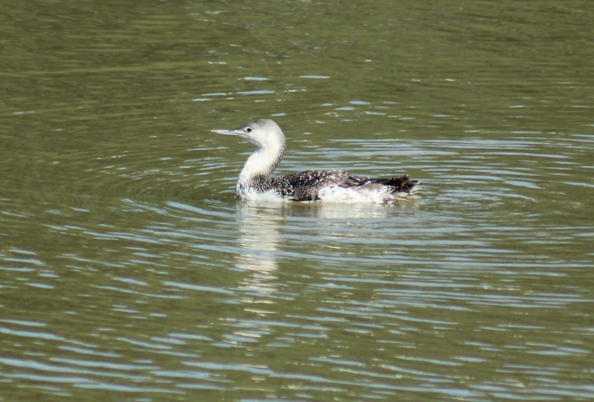 Red-throated Loon - ML60025101