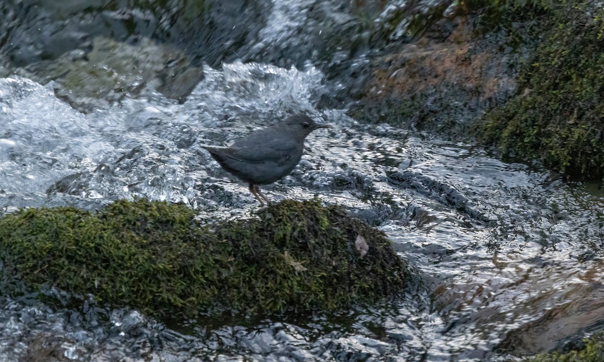 American Dipper - ML600251061