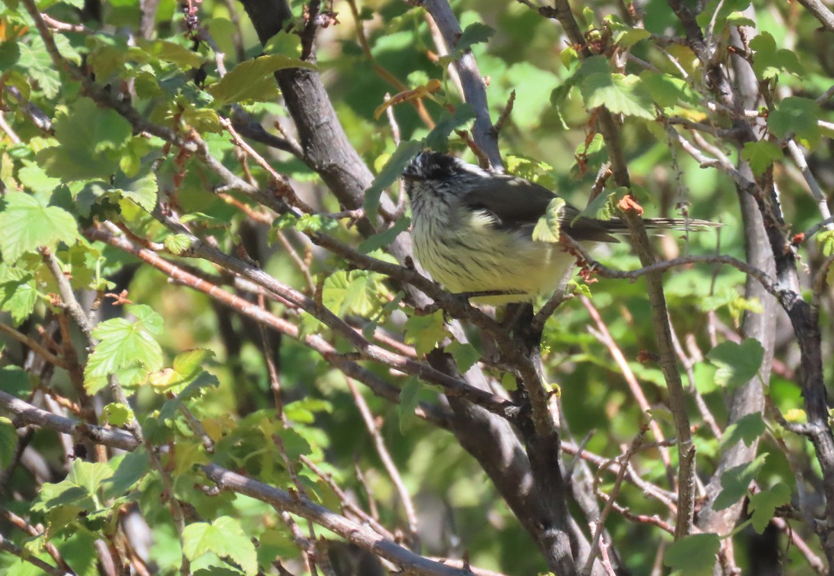 Taurillon mésange - ML600251721