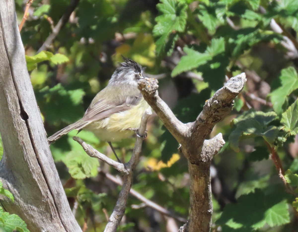 Tufted Tit-Tyrant - ML600251731