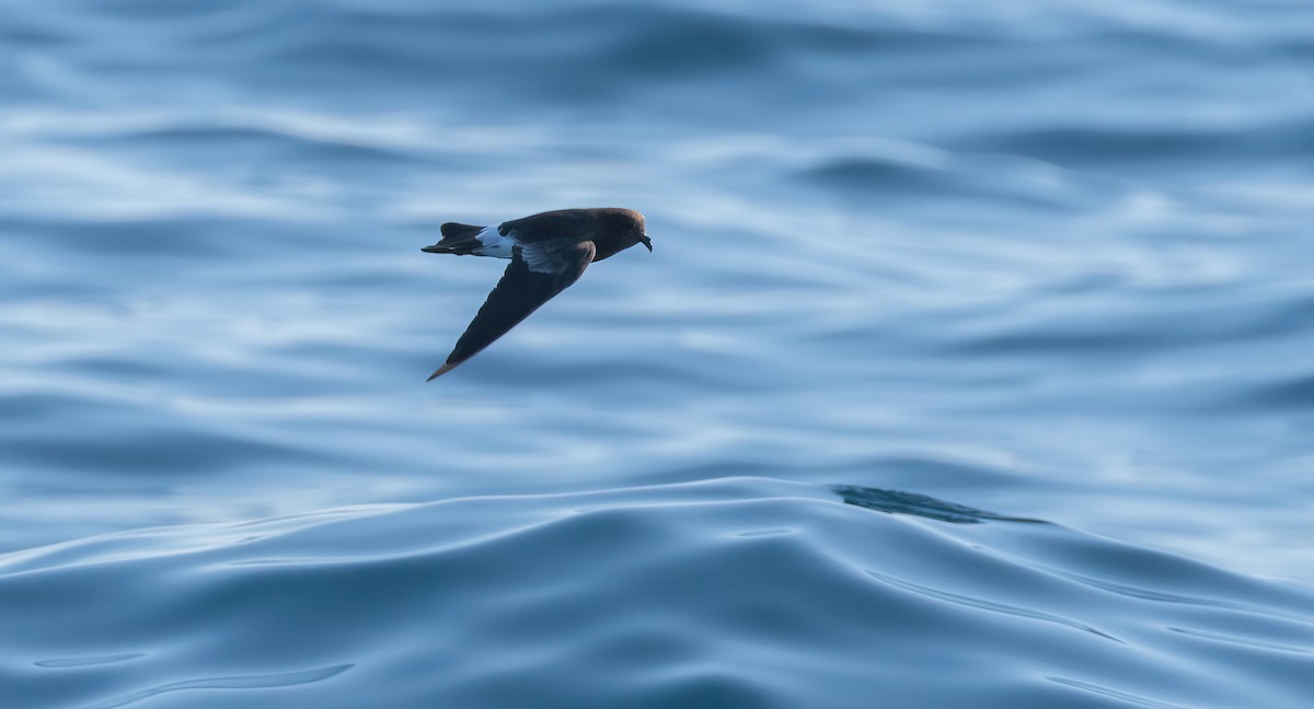 Wilson's Storm-Petrel - George Dunbar