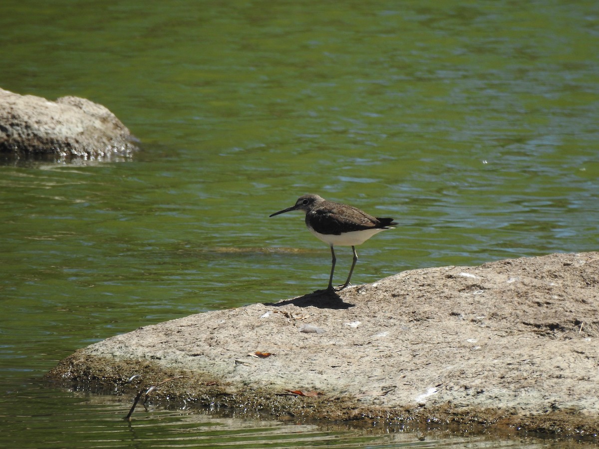 Green Sandpiper - ML600252261