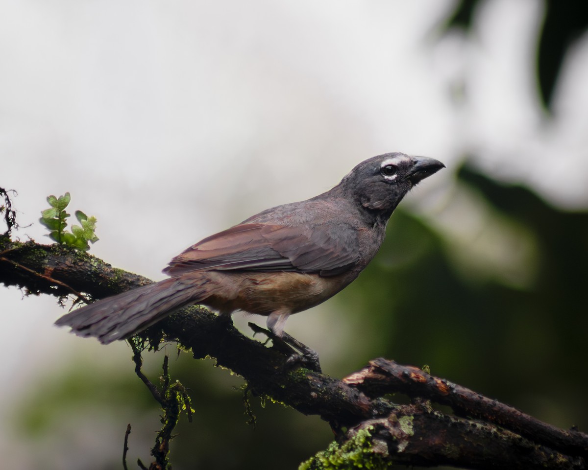 Olive-gray Saltator - ML600252801