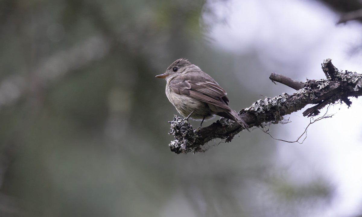 tanımsız Empidonax sp. - ML600253281