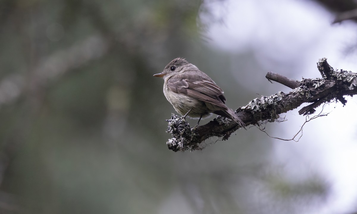 חטפית Empidonax בלתי-מזוהה - ML600253281