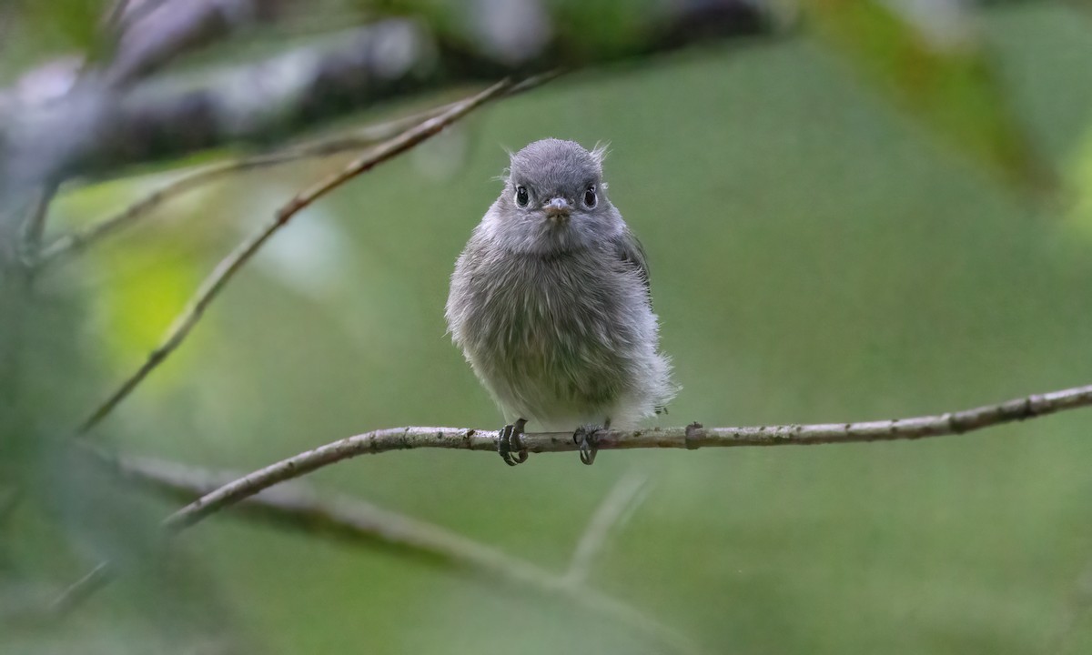 tanımsız Empidonax sp. - ML600253291
