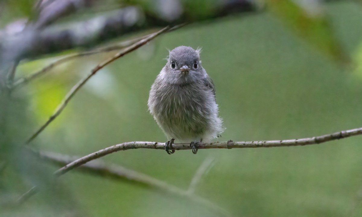 חטפית Empidonax בלתי-מזוהה - ML600253291