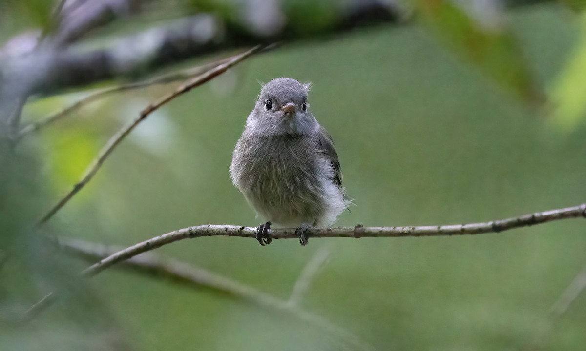 Mosquero sp. (Empidonax sp.) - ML600253301