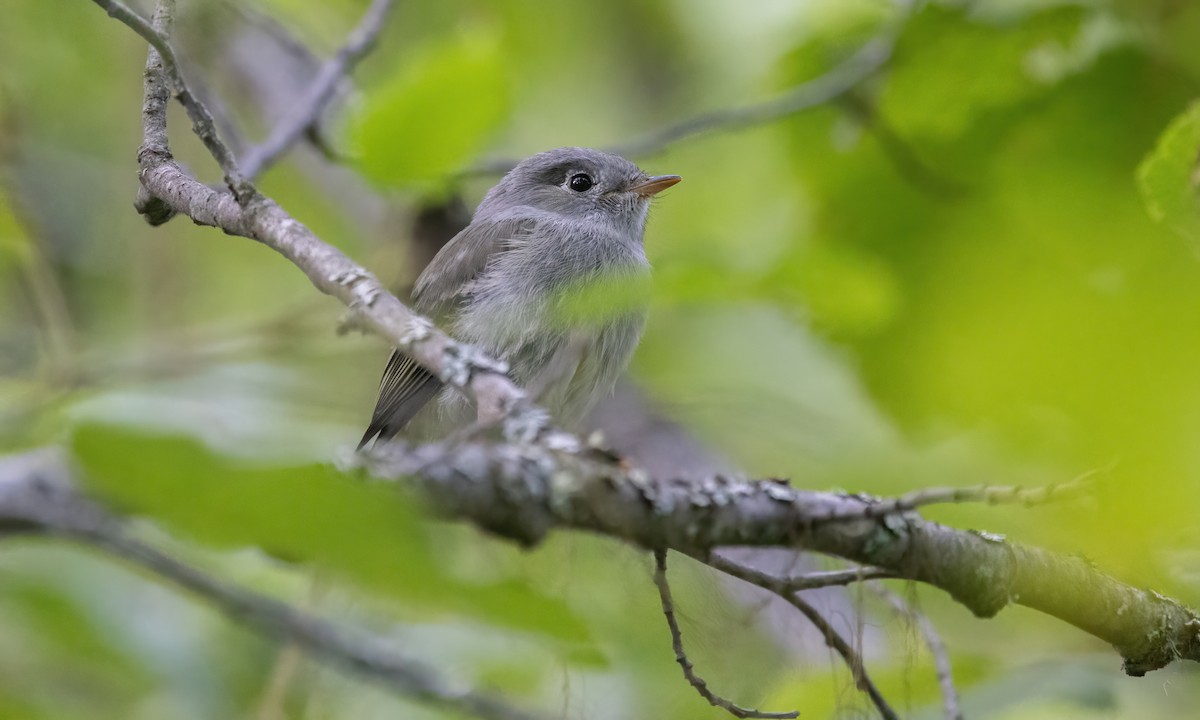 חטפית Empidonax בלתי-מזוהה - ML600253311