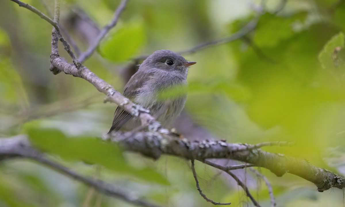 חטפית Empidonax בלתי-מזוהה - ML600253321