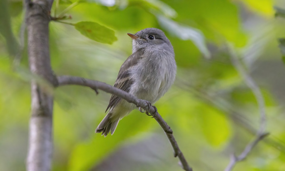 Mosquero sp. (Empidonax sp.) - ML600253341