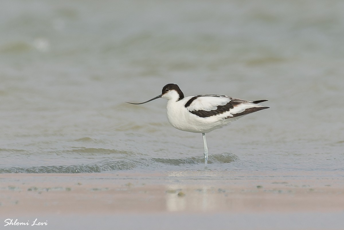 Pied Avocet - ML600253581