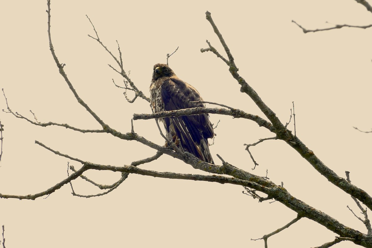 Broad-winged Hawk - ML600253741