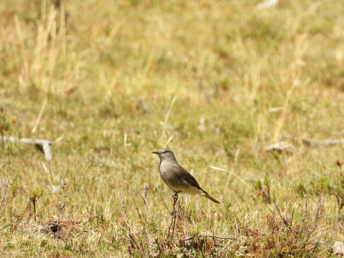 Rufous-webbed Bush-Tyrant - ML600253881