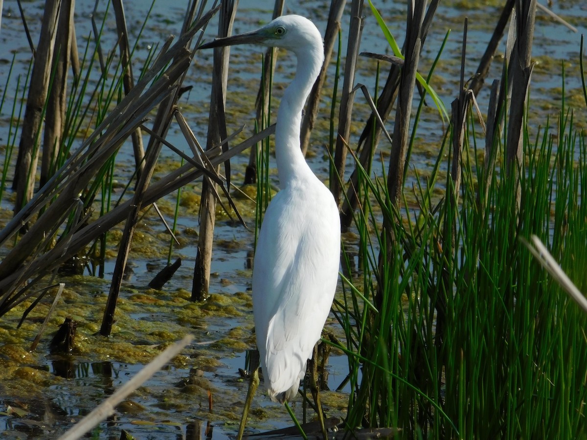 Little Blue Heron - ML600254411