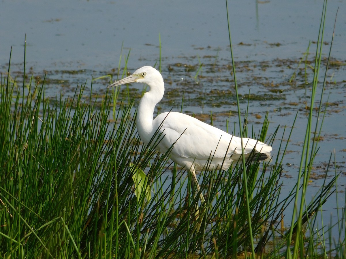 Little Blue Heron - ML600254471