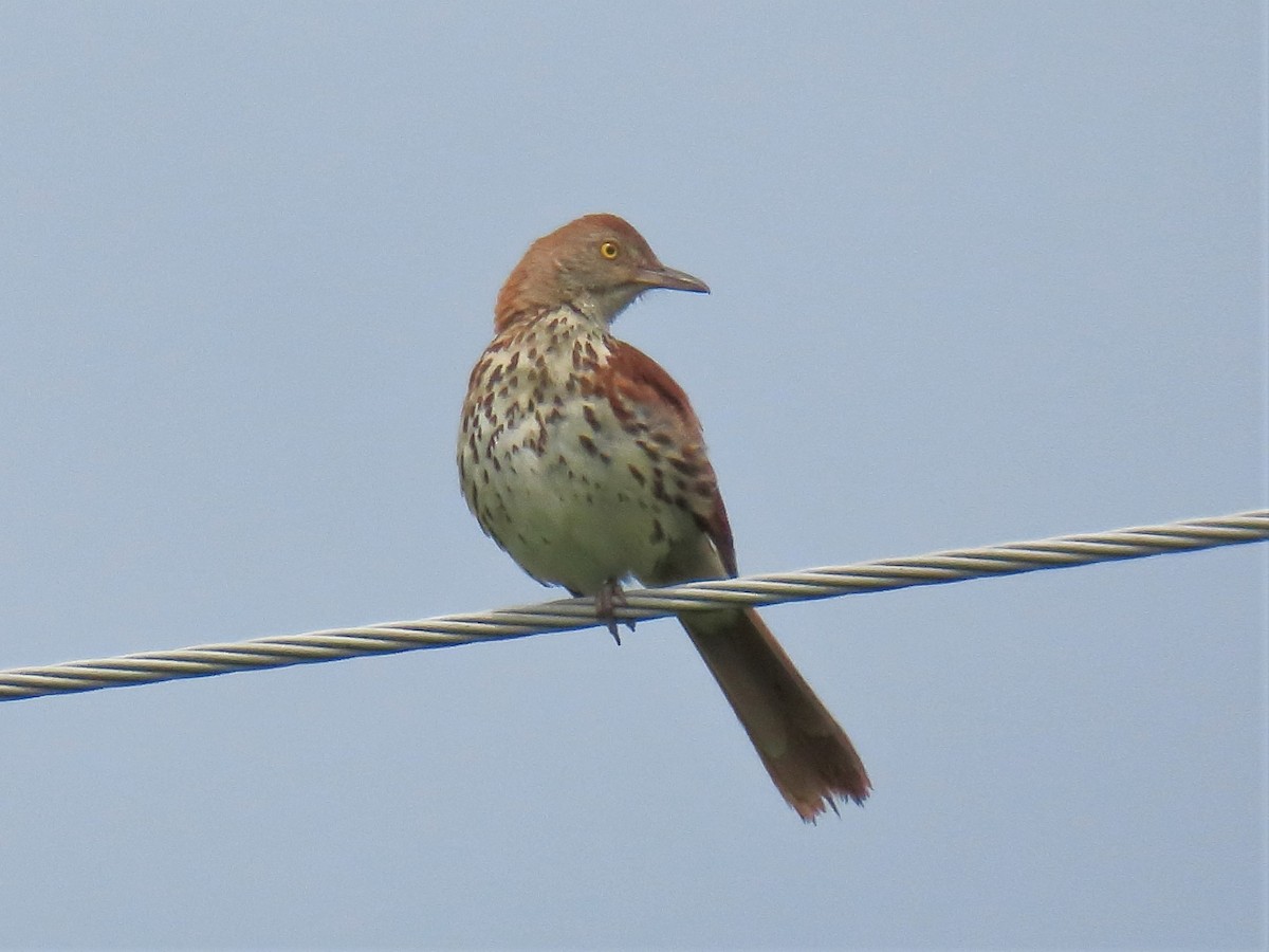 Brown Thrasher - ML600255061