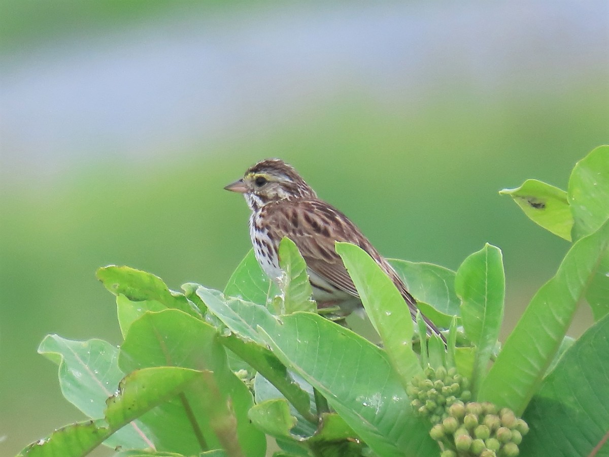 Savannah Sparrow - ML600255081