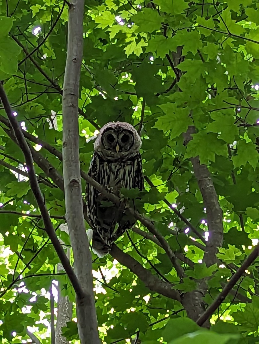 Barred Owl - ML600255431