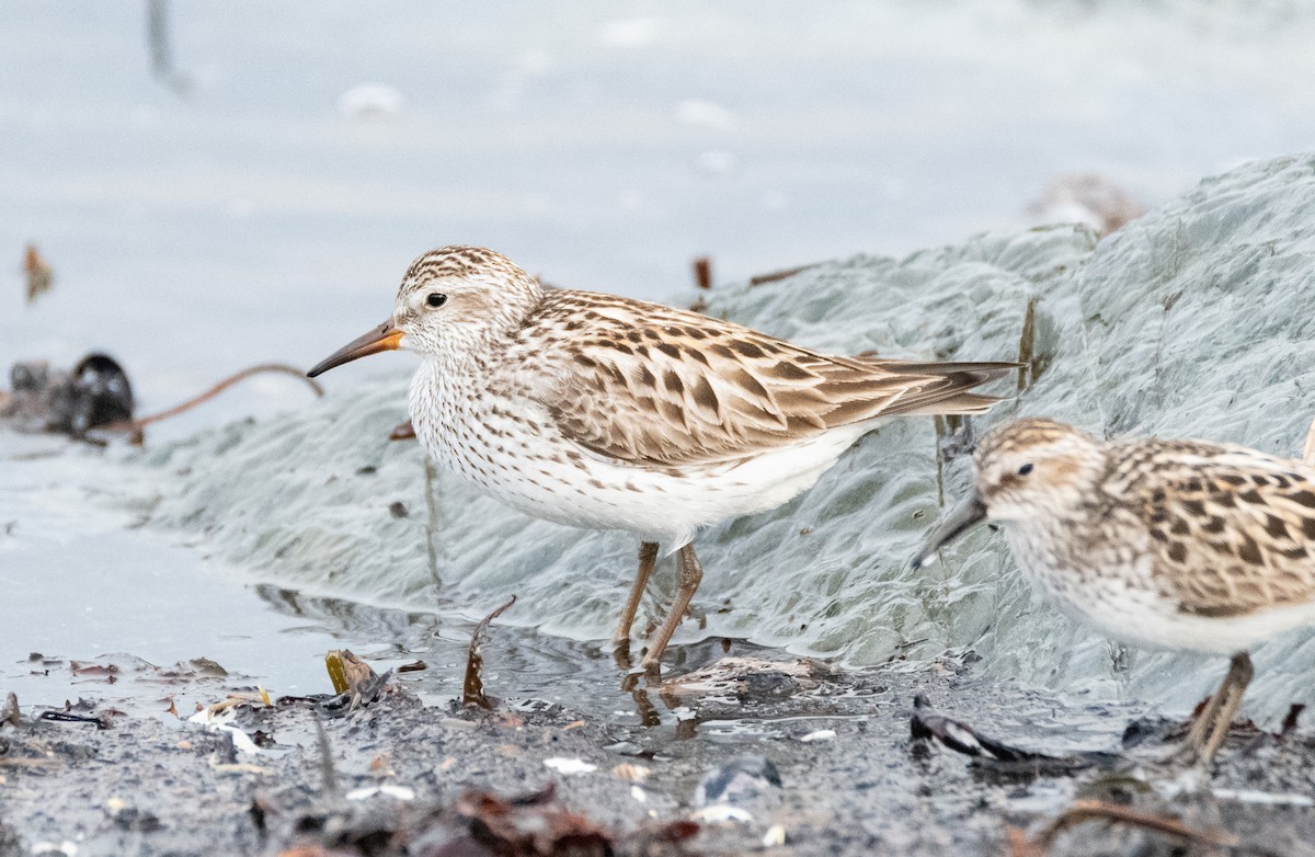 White-rumped Sandpiper - Andra Florea