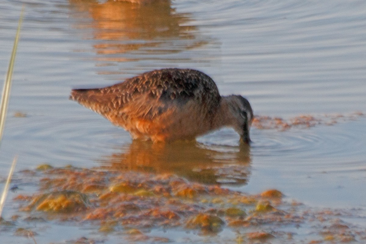 langnebbekkasinsnipe - ML600256091