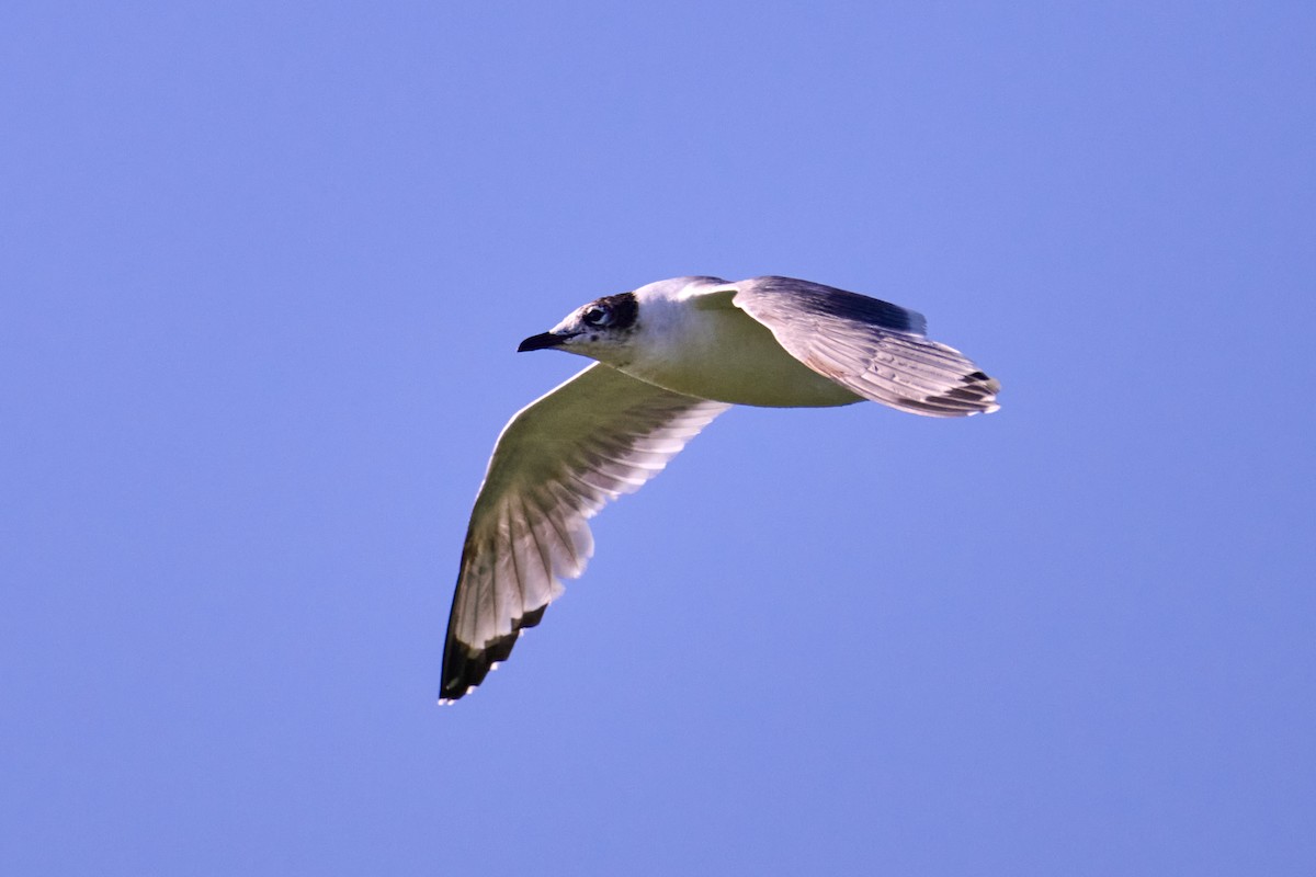 Franklin's Gull - ML600257011