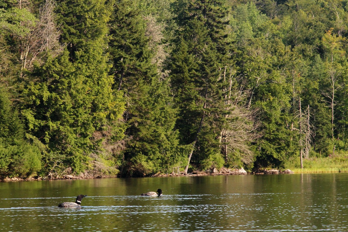 Common Loon - Jack and Barbara Morrish