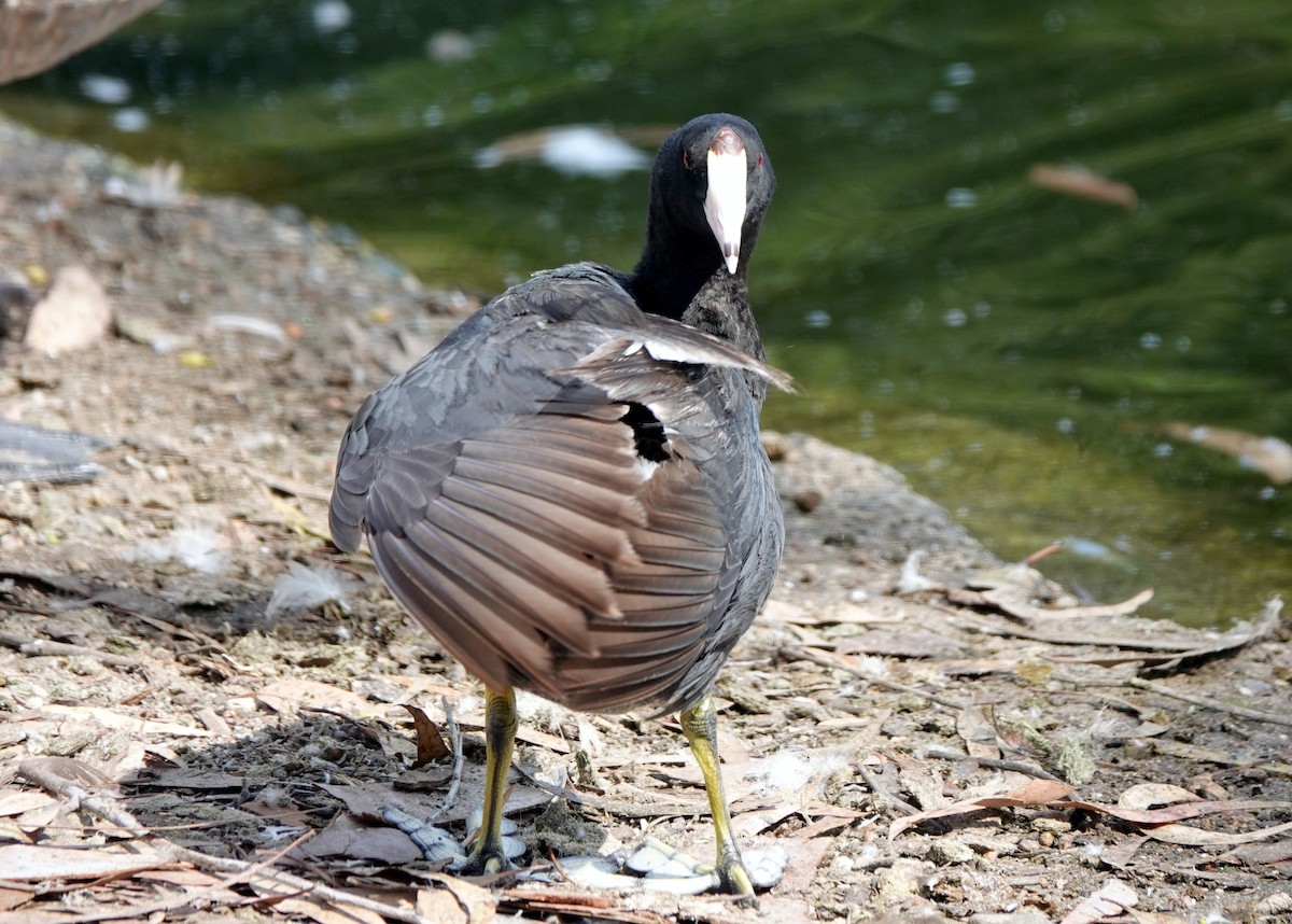 American Coot (Red-shielded) - ML600257171