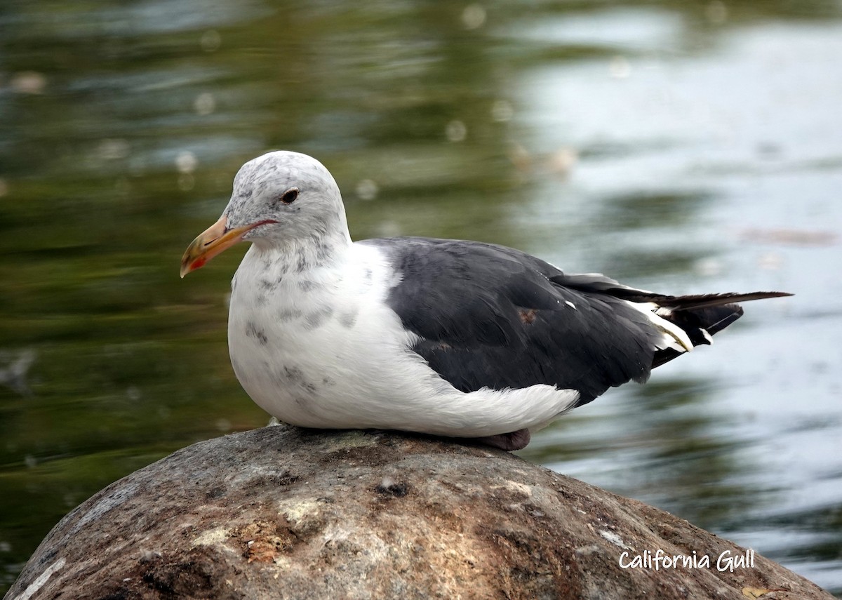 Gaviota Californiana - ML600257251