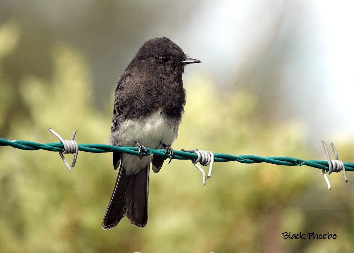 Black Phoebe - ML600257321