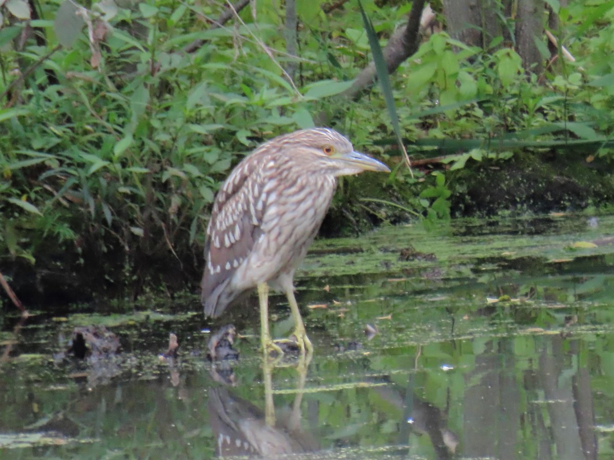 Black-crowned Night Heron - ML600257361