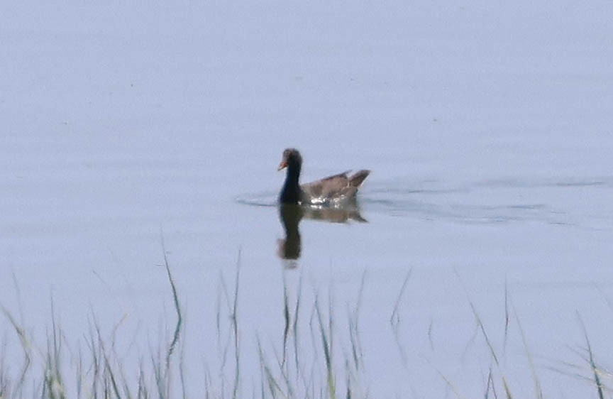 Common Gallinule - Mark Dennis