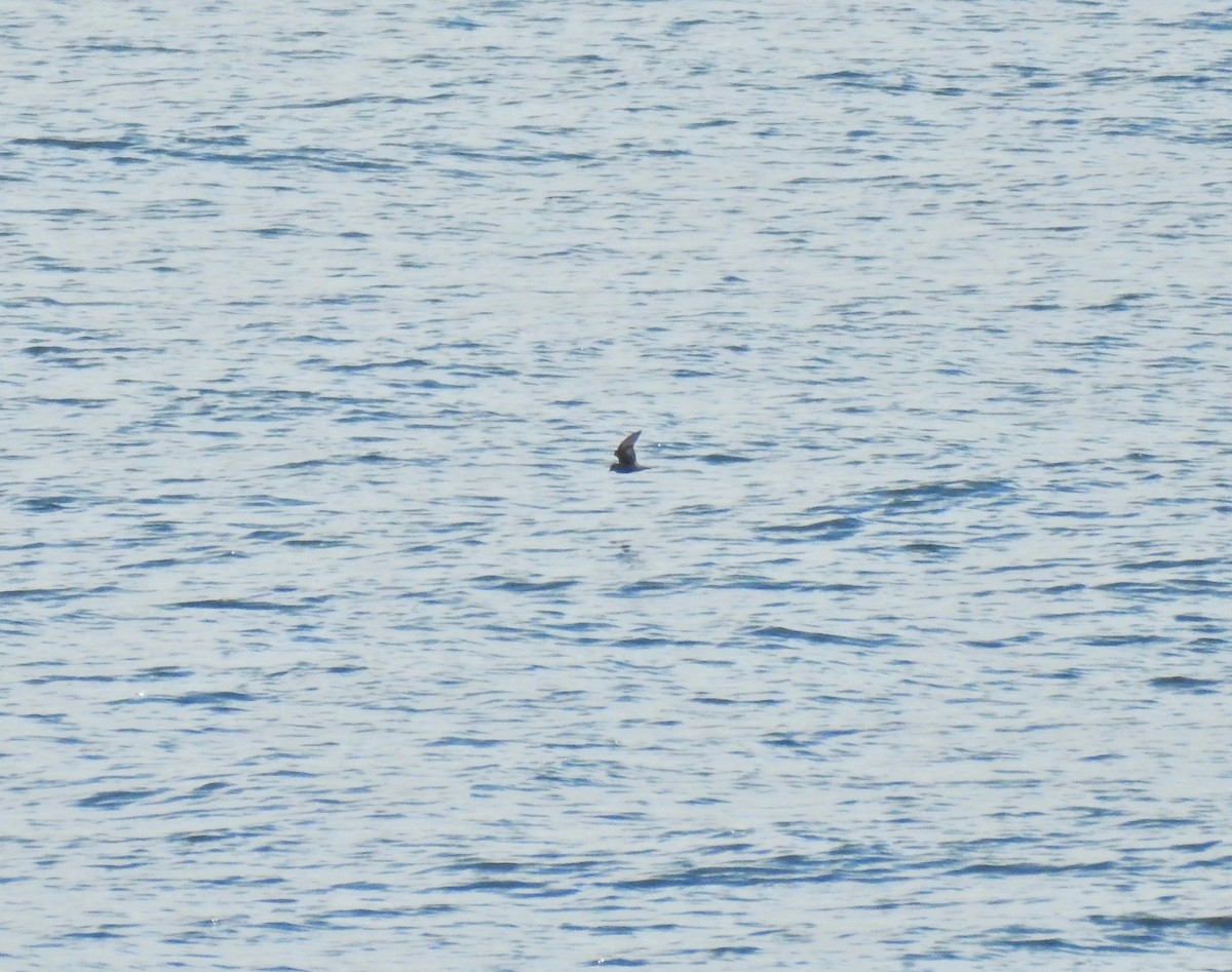 Leach's Storm-Petrel - ML600259111