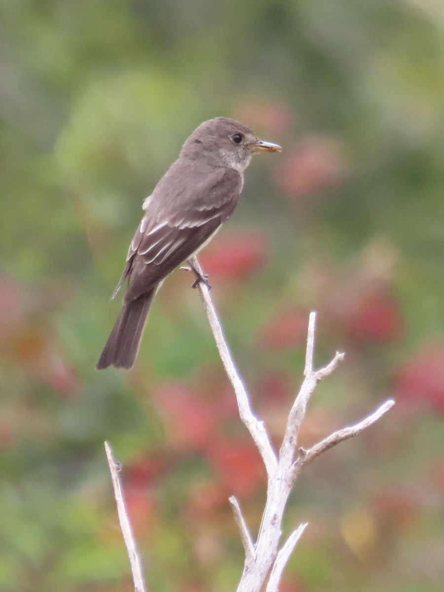 Western Wood-Pewee - ML600259761