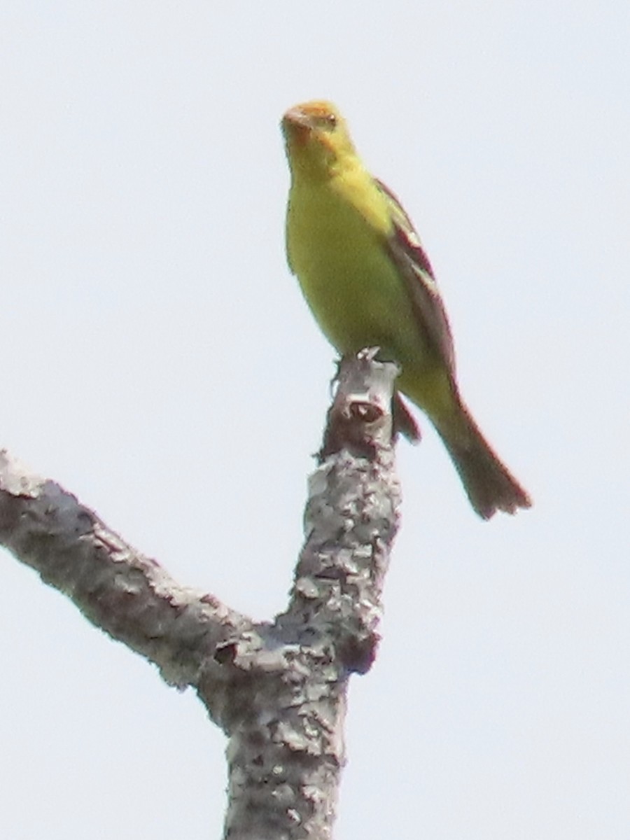 Western Tanager - ML600259801