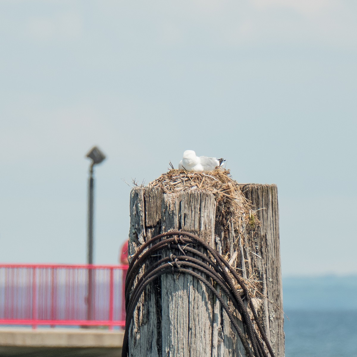 Ring-billed Gull - ML600259881