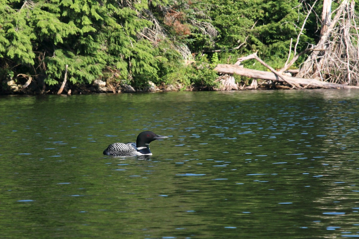 Common Loon - ML600260111