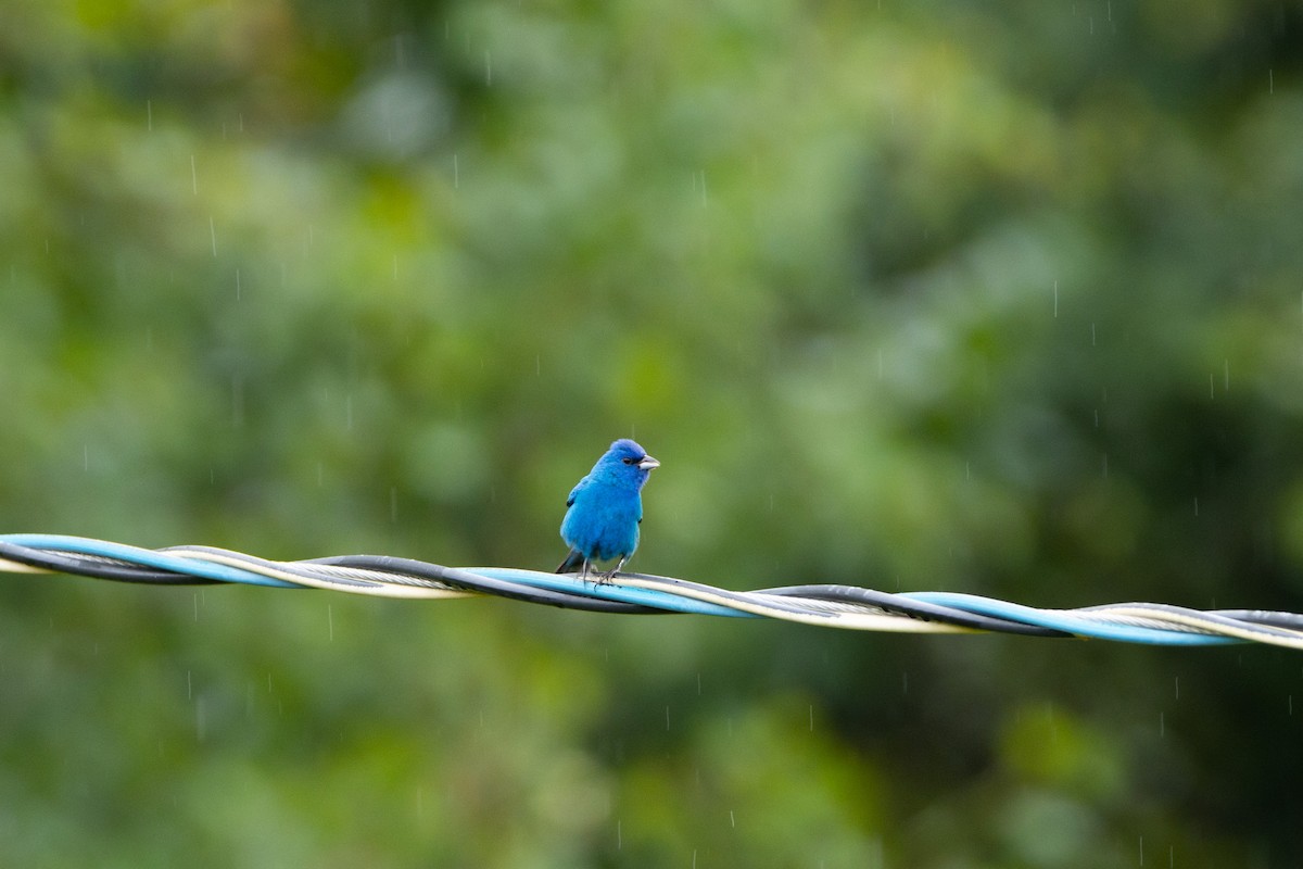 Indigo Bunting - ML600260961