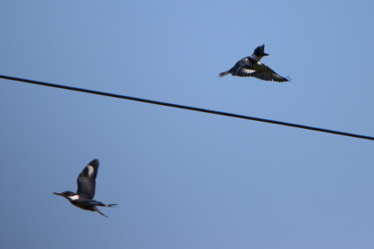 Belted Kingfisher - ML600261051