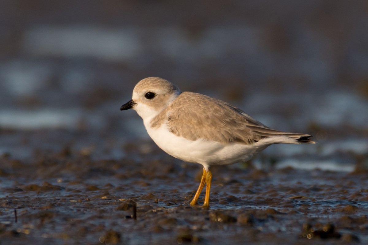 Piping Plover - ML600261801