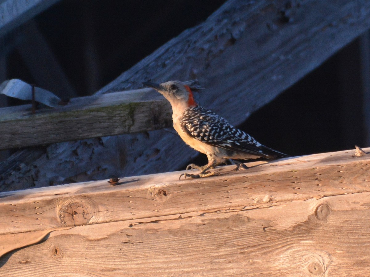 Red-bellied Woodpecker - ML600263061