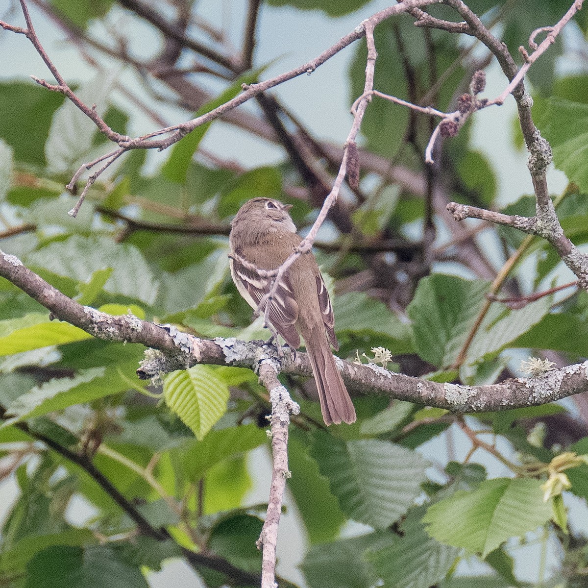 Least Flycatcher - ML600265061