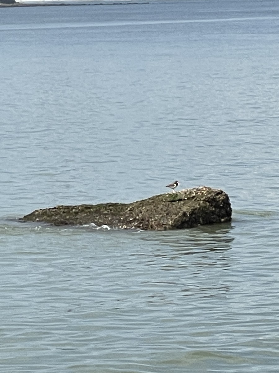 American Oystercatcher - ML600265301