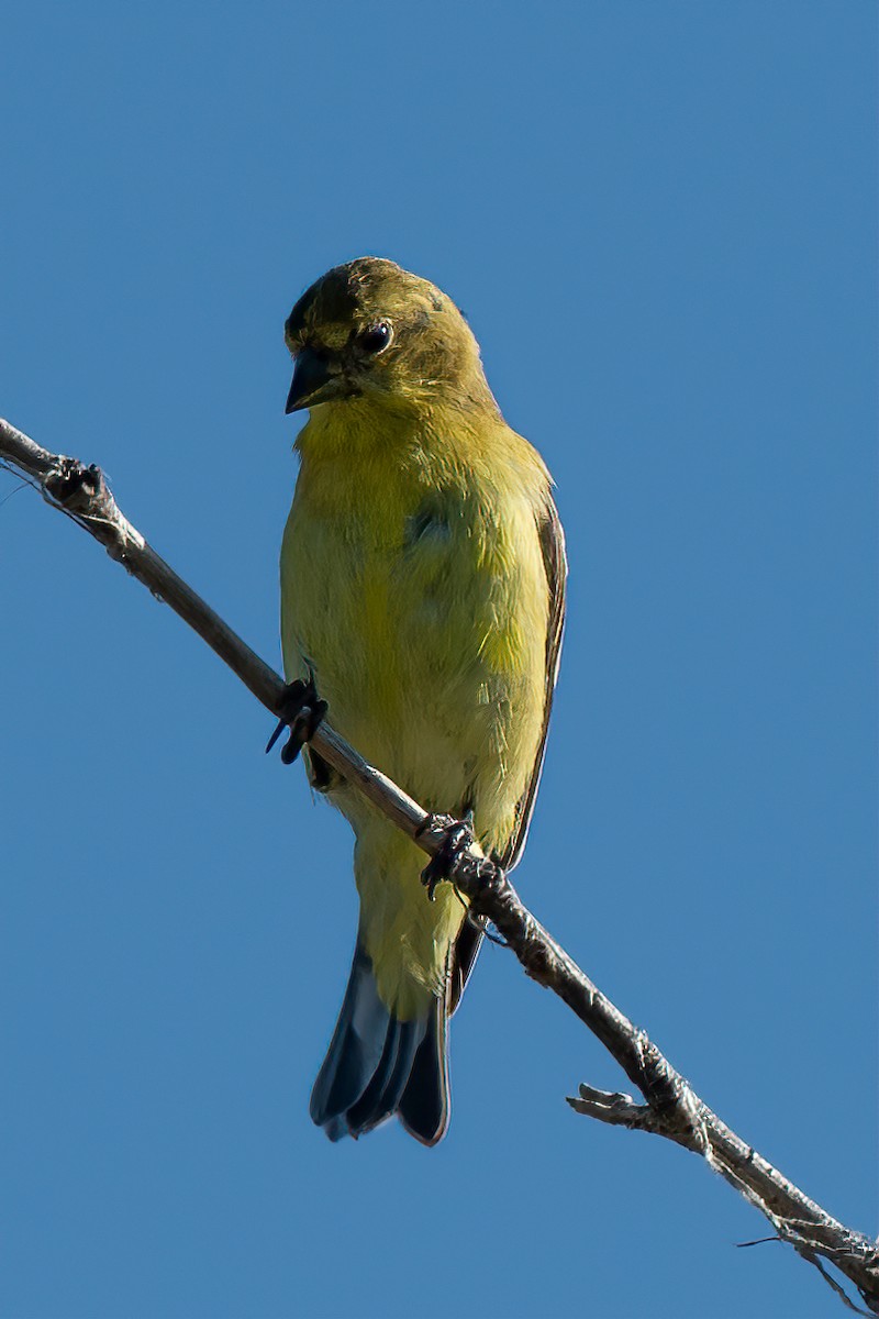 Lesser Goldfinch - ML600265681