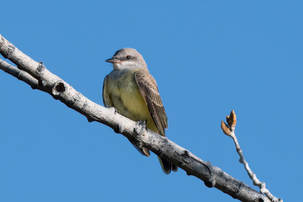 Western Kingbird - ML600265731