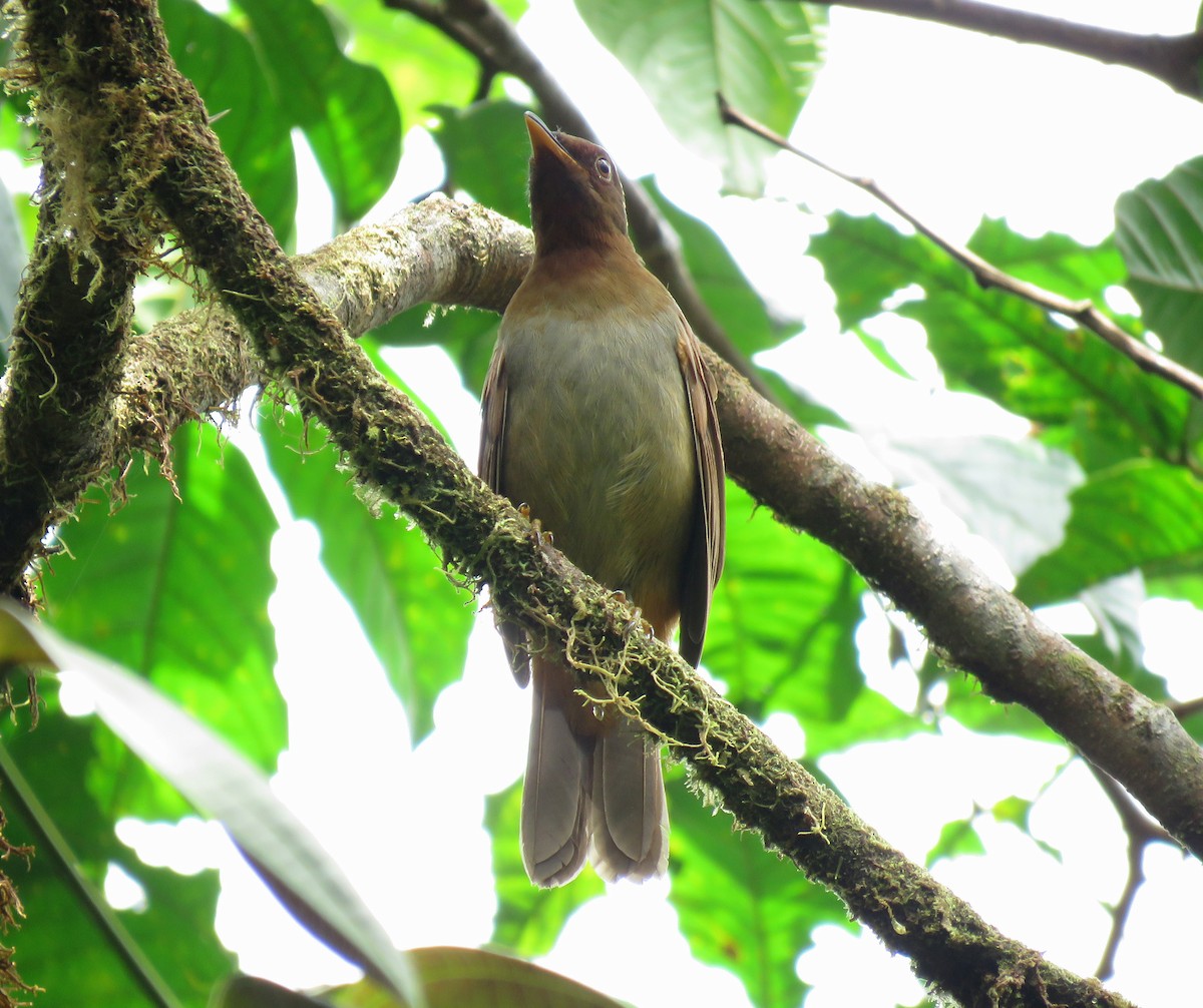 Rufous-brown Solitaire (Chestnut-throated) - ML600266651